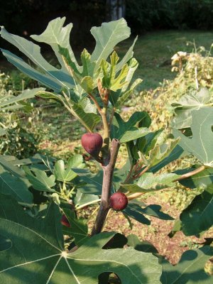 2006 Fruit