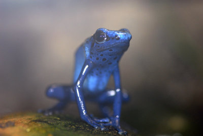 Blue Poison Frog