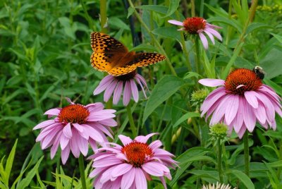 Butterfly in daisies