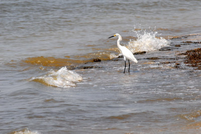 Egret