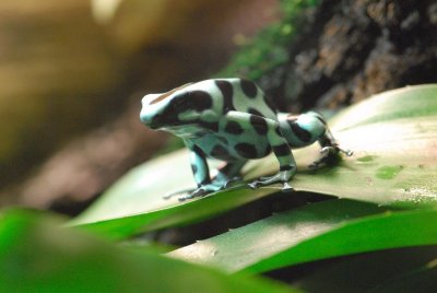 Green and Black Poison Dart Frog