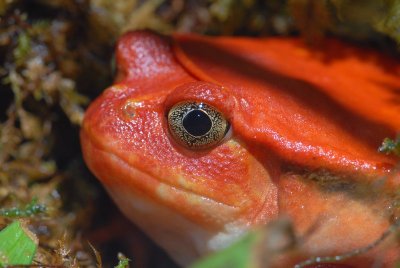 Tomato Frog