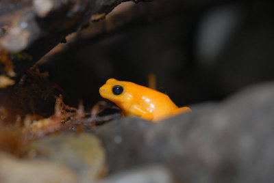 Mantella Frog