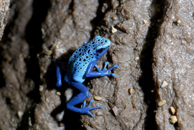 Blue Poison Dart Frog