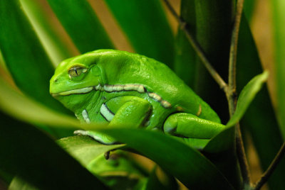 Waxy Monkey Tree Frog