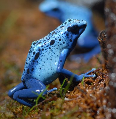 Blue Poison Dart Frog