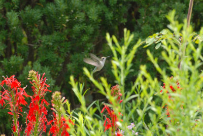 Hummingbird in Flight