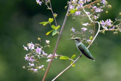 Hummingbird Posing