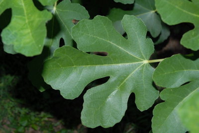 Verte Leaf