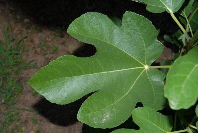 2007 Leaf