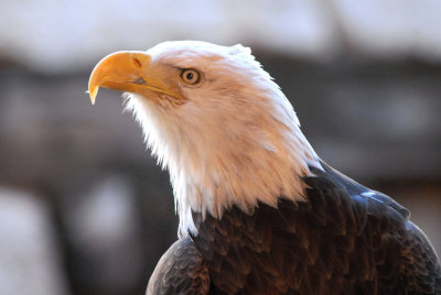 Bald Eagle