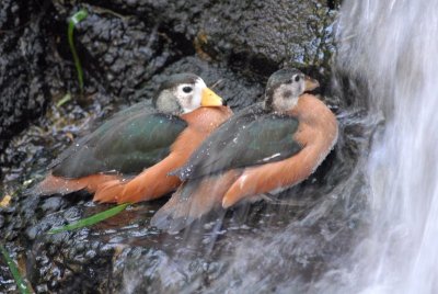 Ducks under a waterfall