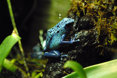 Blue Posion Dart Frog
