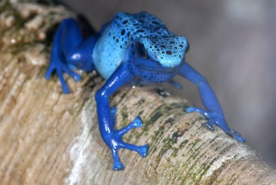 Blue Posion Dart Frog