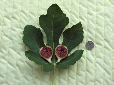 Sample Fig Pics (from mother plant)