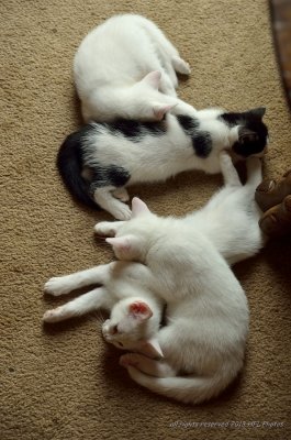 Four Kittens 20130720 3307 Sleeping 8 WeeksA.JPG