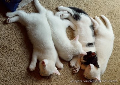 Sugar's Four Sleeping Kittens - 8 Weeks.JPG