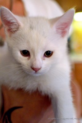 White Kitten #1.JPG