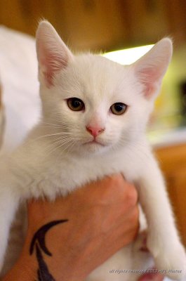 White Kitten #2.JPG