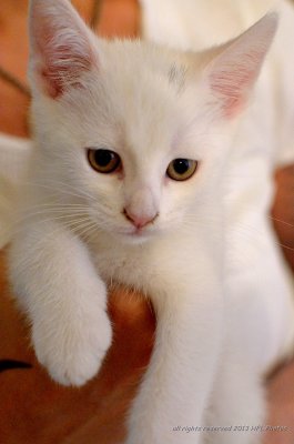 White Kitten #3.JPG