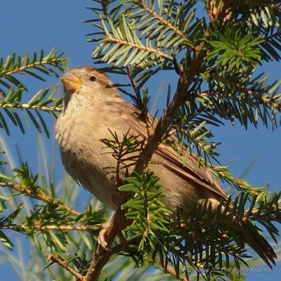 Golden Birds 20130906 301 Backyard in 2013.JPG