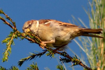 Other Birds