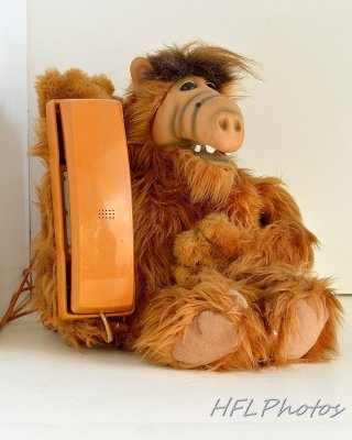 Friday, December 13:  Remember Alf?