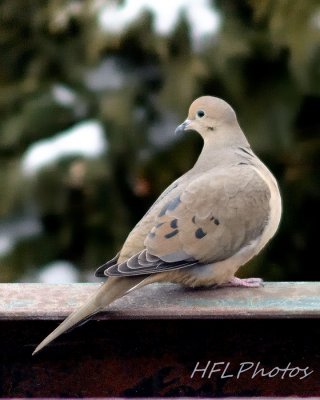 Mourning Dove Foraging After Snowstorm