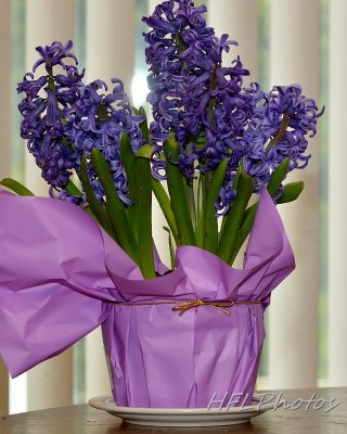 D7000 Hyacinth 20140426 1275 Comparison.jpg