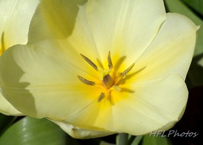 First Tulip, Close-Up