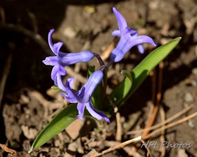 Hyacinths
