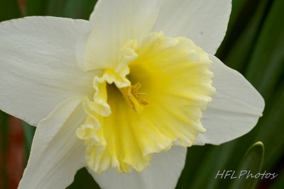 Neighbor's Bi-Color Daffodil 2014