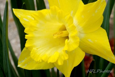 Neighbor's Reverse Bi-Color Daffodil