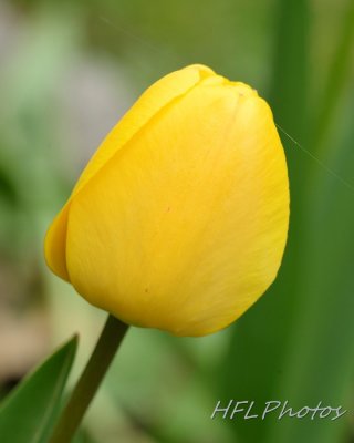 Isolated Yellow Tulip with Thread