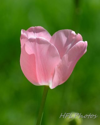 Spring Flowers 20140517 1714 Tulip  Blossoms.jpg