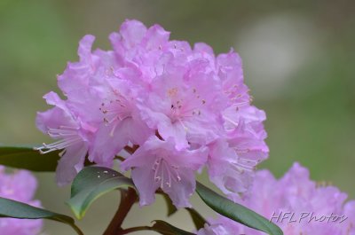 Spring Flowers 20140518 1721 Tulip  Blossoms.jpg