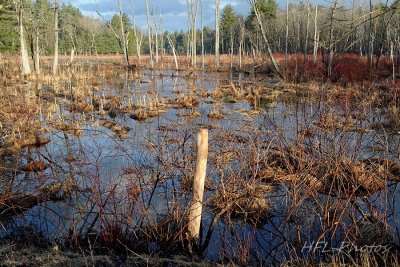 Granby backroads_20150410_57_early sprng lght_DxO-1.JPG