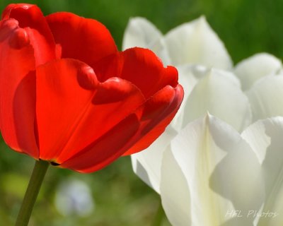 Tulips Spring 20150.JPG