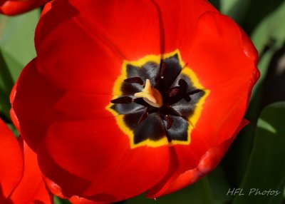 Tulips Spring 20151.JPG