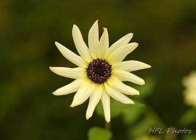 Day 5: Pale Sunflower