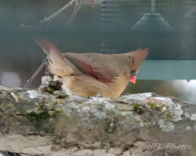 Female Cardinal (?)