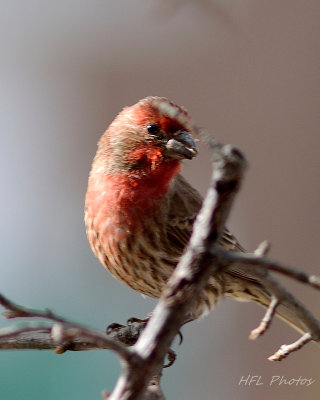 NEF Feeder_HFL8067_20160224_900_Various Birds.jpg