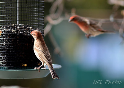 NEF Feeder_HFL8115_20160224_948_Various Birds.jpg