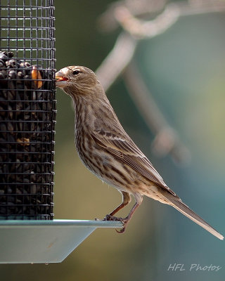 NEF Feeder_HFL8119_20160224_952_Various Birds.jpg