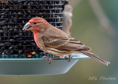 NEF Feeder_HFL8125_20160224_958_Various Birds.jpg