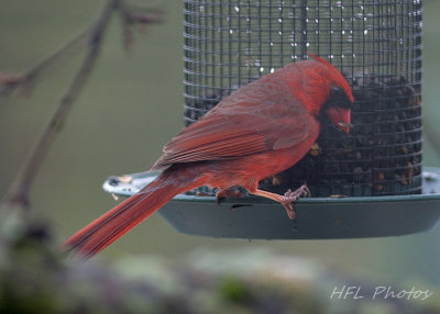 Cardinal at Feeder (2)