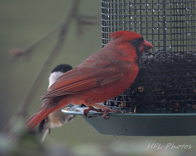 Cardinal at Feeder (3)