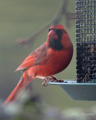 Cardinal at Feeder (4)