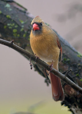 Female or Juvenile Cardinal (?); Goldfinch (?)