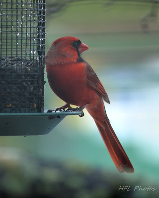 Cardinal at Feeder (1)